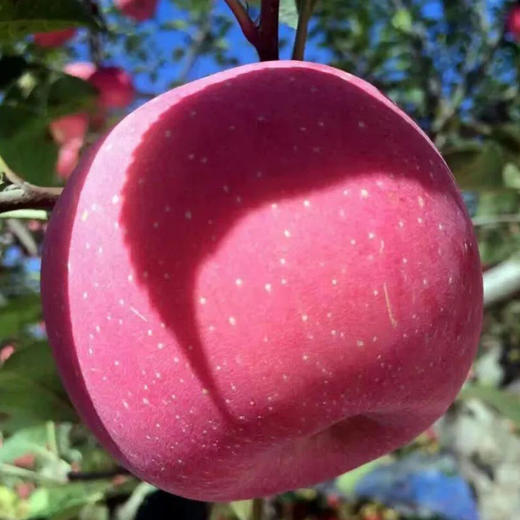 甘肃静宁红富士苹果，荣获多年土壤保健示范园荣誉！ 商品图0