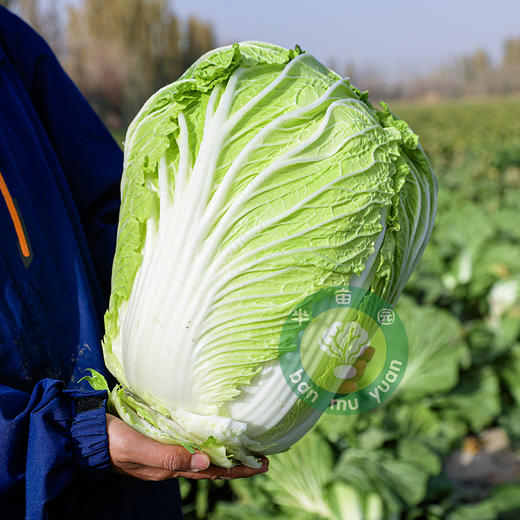 有机翠玉大白菜8斤±200g(一颗/两颗随机发，不接受指定)，48小时发货 商品图1