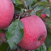 甘肃静宁红富士苹果，荣获多年土壤保健示范园荣誉！ 商品缩略图5