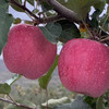 甘肃静宁红富士苹果，荣获多年土壤保健示范园荣誉！ 商品缩略图1