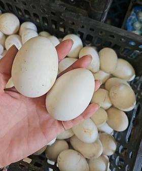 鹅蛋5个
