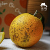 生态赣南脐橙 （买19斤送5斤）|合作生产*Ecological Gannan navel orange| Partner Production 商品缩略图2