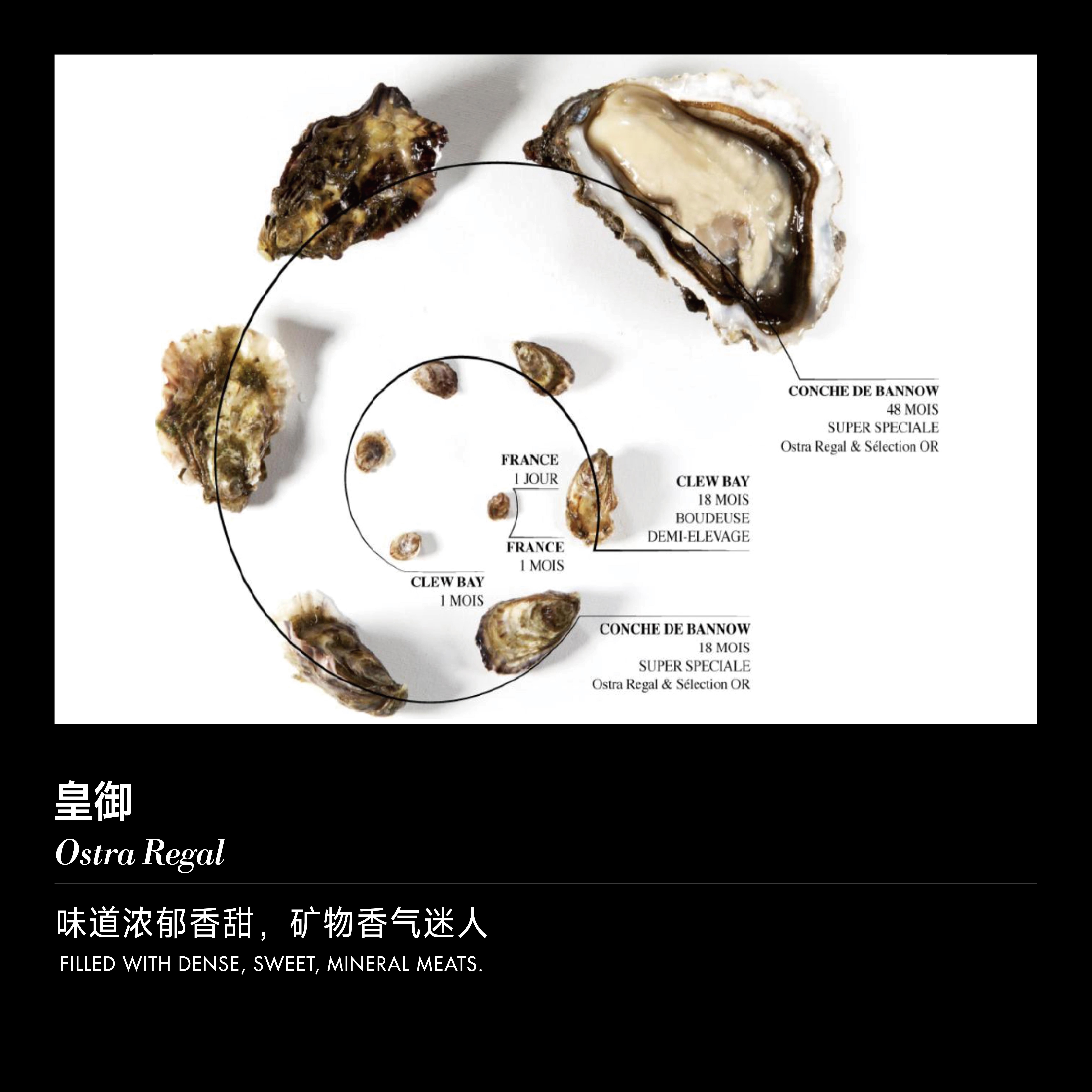 【单只现货】皇御 （Ostra Regal）