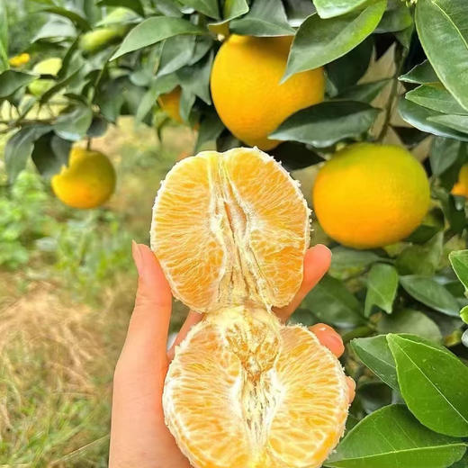 脐橙 约1000g/份 商品图1