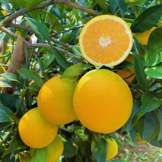 脐橙 约1000g/份 商品图0