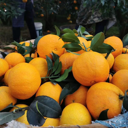 爱媛38号果冻橙 ·眉山蒲江特产-彩箱装【水果】SXS 商品图2