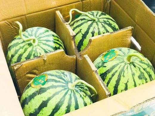 春春麒麟西瓜，瓜味浓郁，甜嫩多汁 商品图4