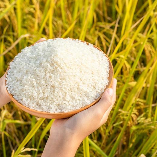 金龙鱼稻花香东北大米 5kg/袋 商品图3