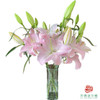 百合-粉天使 5枝一扎 商品缩略图0
