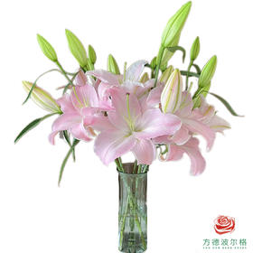 百合-粉天使 5枝一扎