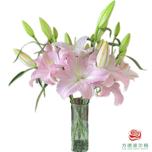 百合-粉天使 5枝一扎 商品图0