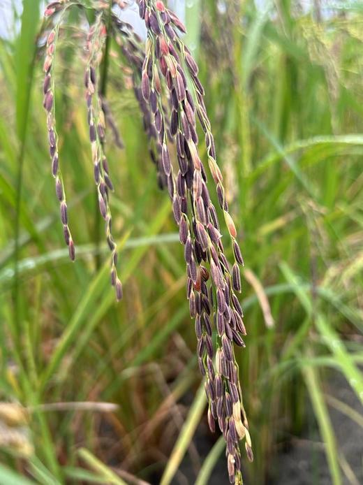 琼中县紫山兰米5斤装 商品图1