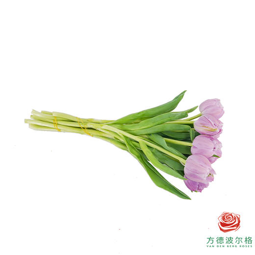 【重瓣郁金香】 蓝莓布丁 10枝一扎 商品图3