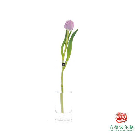 【重瓣郁金香】 蓝莓布丁 10枝一扎 商品图5