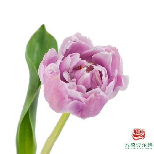 【重瓣郁金香】 蓝莓布丁 10枝一扎 商品图0