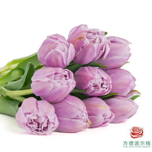 【重瓣郁金香】 蓝莓布丁 10枝一扎 商品图4