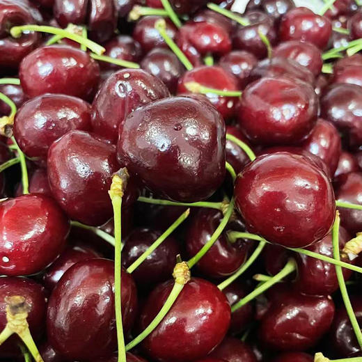 进口车厘子XL 约500g/份（脆甜多汁 主打一个鲜嫩） 商品图0