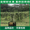 PAGODA百果园 招牌-一品官燕窝果（小）3粒尝鲜装 商品缩略图2