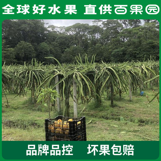 PAGODA百果园 招牌-一品官燕窝果（小）3粒尝鲜装 商品图2