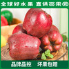 PAGODA百果园 花牛苹果 12粒礼盒装（单果径75mm+） 商品缩略图3