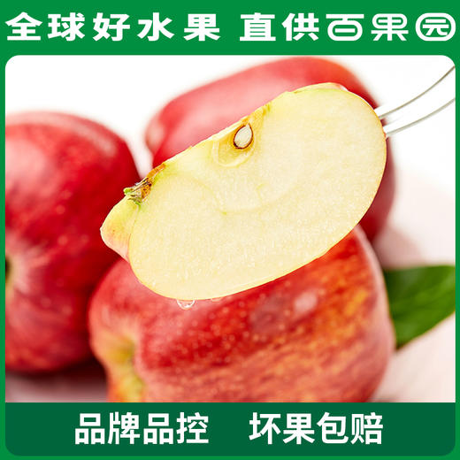 PAGODA百果园 花牛苹果 12粒礼盒装（单果径75mm+） 商品图1