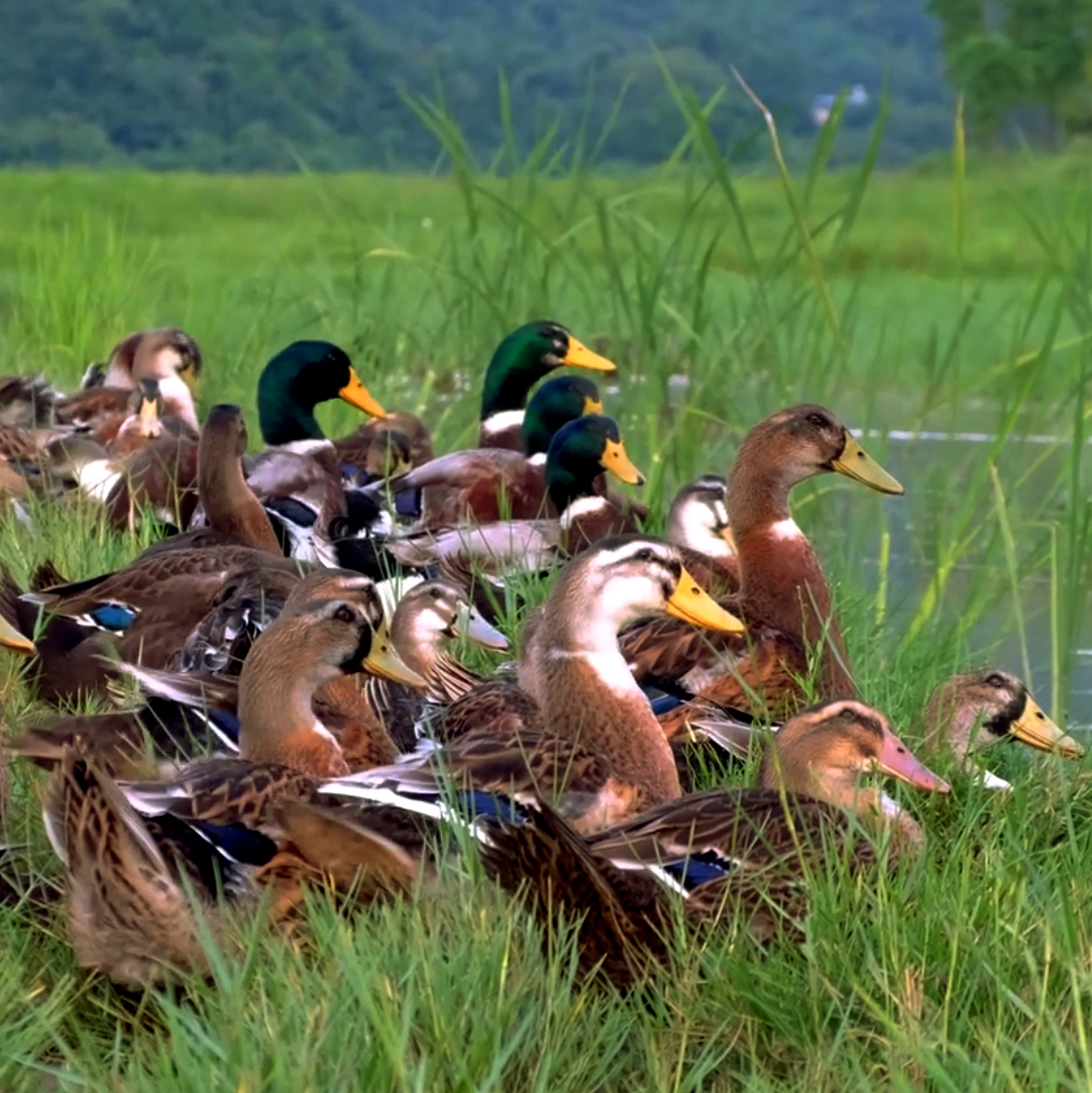 桂柳~土鸭【仔鸭】