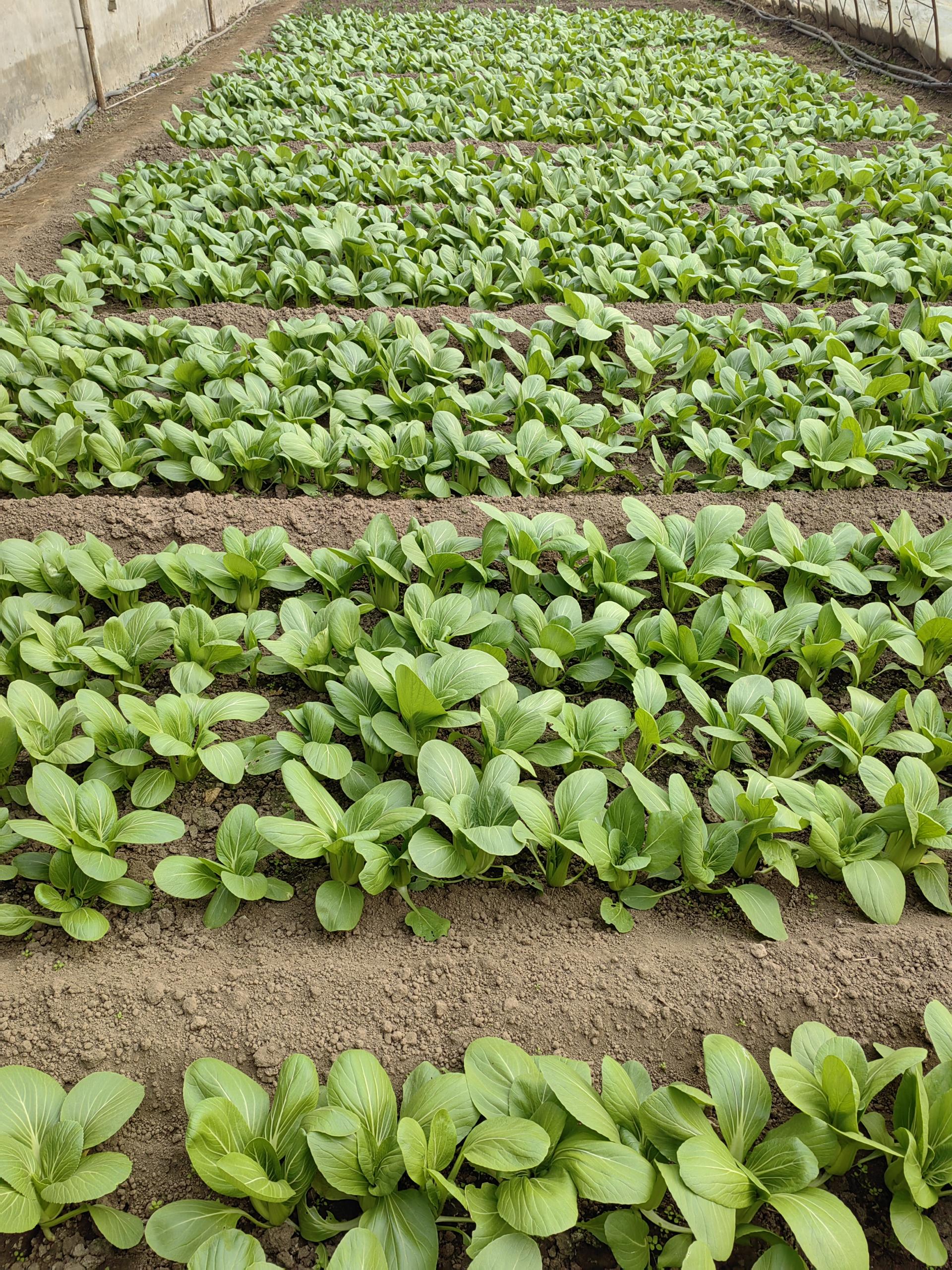 特惠丰产蔬菜箱当季丰产多规格蔬菜组合石嫣农场seasonalbountiful