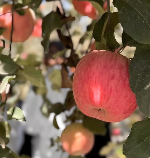 【援疆助农】2026新果 新疆阿克苏冰糖心苹果来了 商品图0