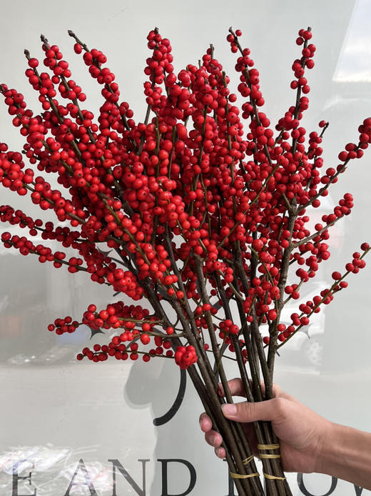 超级冬青-【60cm】B 商品图1