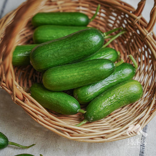 生态水果青瓜（福建） | 合作生产*  Eco-fruit cucumber| Partner Production 商品图3