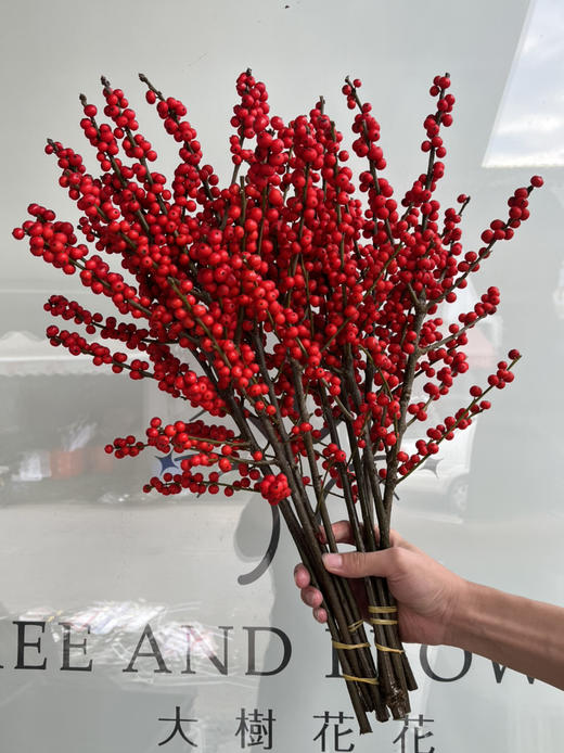 超级冬青-【60cm】B 商品图0