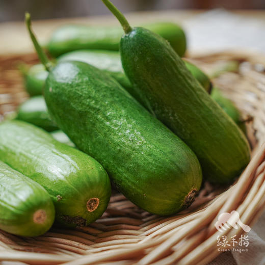 生态水果青瓜（福建） | 合作生产*  Eco-fruit cucumber| Partner Production 商品图2