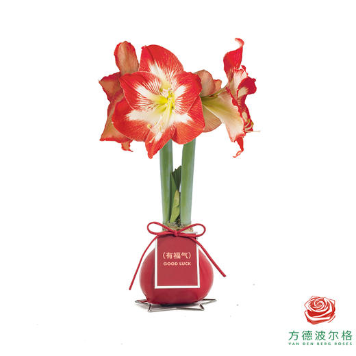 不用浇水的石蜡朱顶红种球！ 红白花-有福气 商品图1