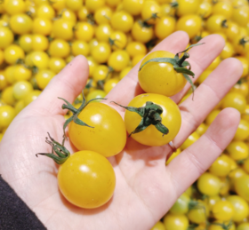 夏日阳光柿子一斤