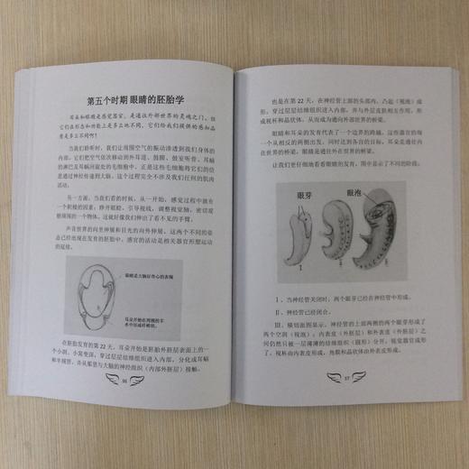以新的方式理解生命之初——透过泥塑体验胚胎学 商品图3
