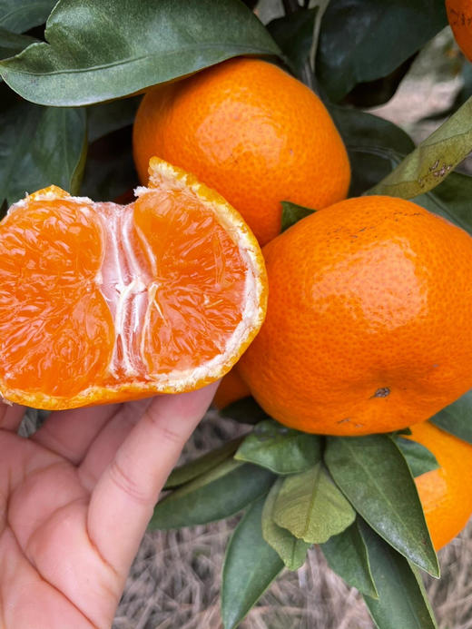 当季必吃】19.9元/件 云南叶橘整件（8斤左右） 商品图5