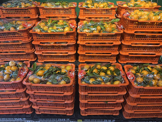 当季必吃】19.9元/件 云南叶橘整件（8斤左右） 商品图2