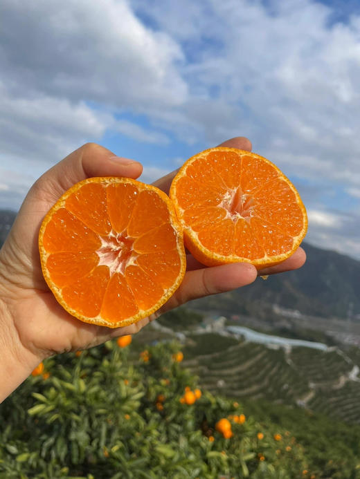 当季必吃】19.9元/件 云南叶橘整件（8斤左右） 商品图4