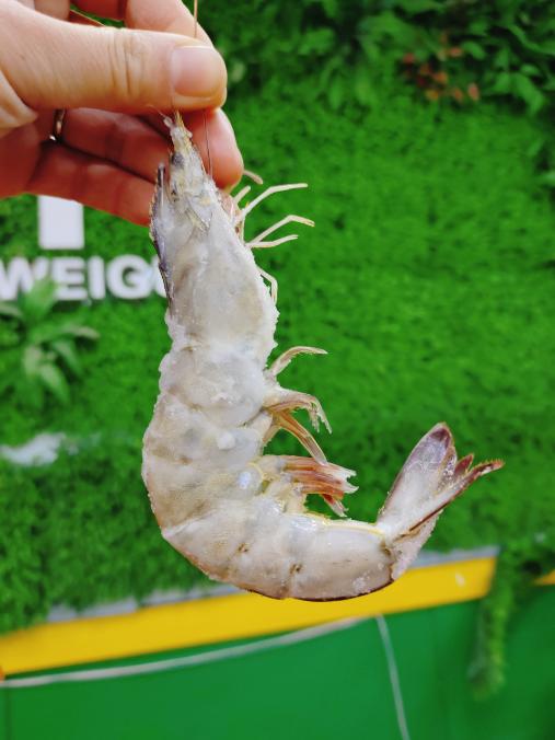 桑塔虾一盒 商品图4