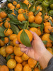 当季必吃】19.9元/件 云南叶橘整件（8斤左右） 商品缩略图3