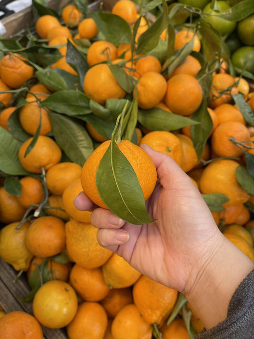 当季必吃】19.9元/件 云南叶橘整件（8斤左右） 商品图3