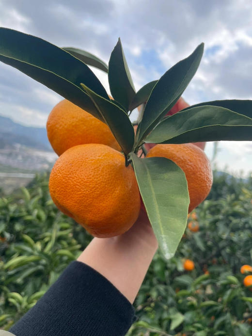 当季必吃】19.9元/件 云南叶橘整件（8斤左右） 商品图6