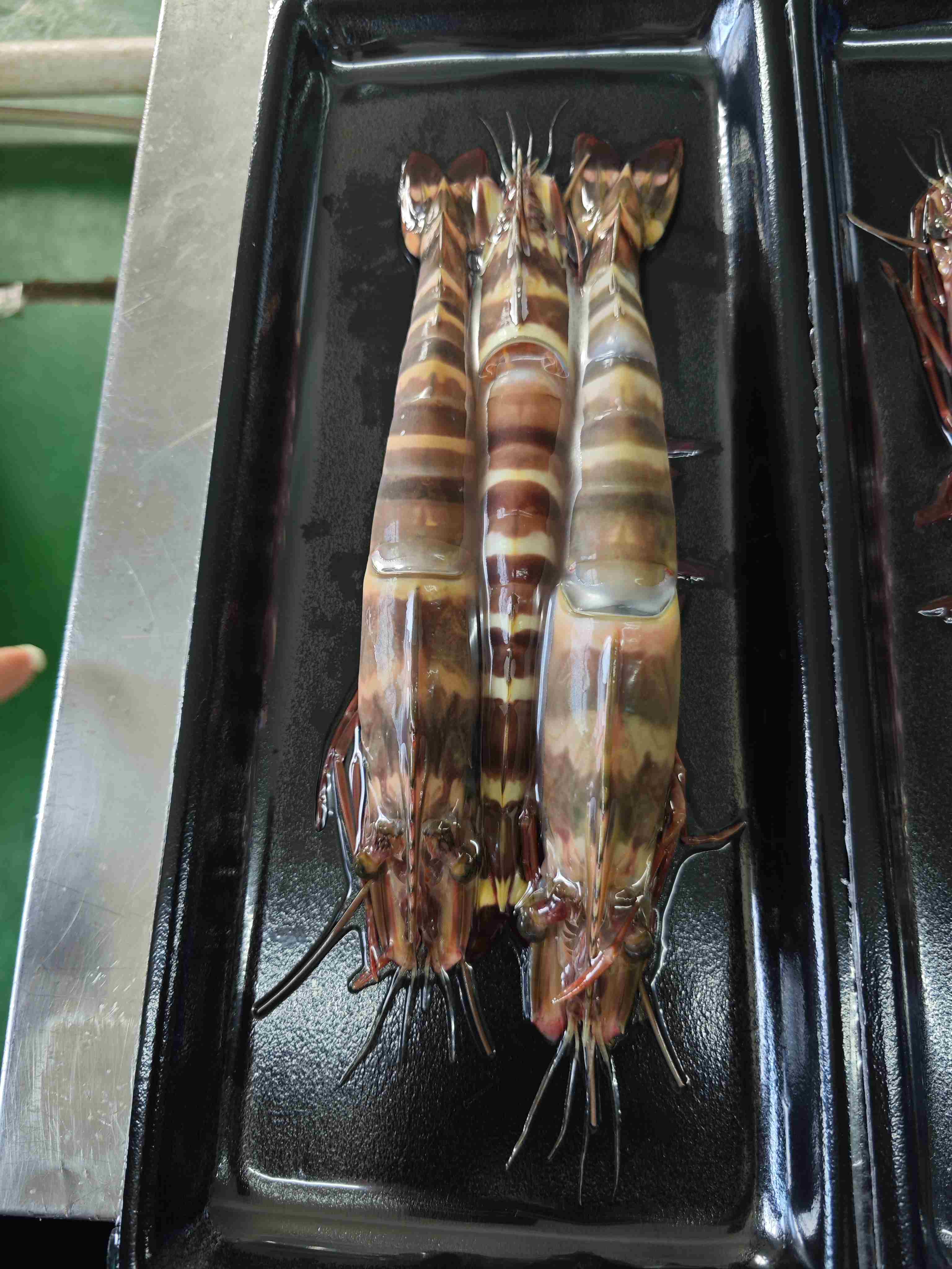 超低温 特大虎虾