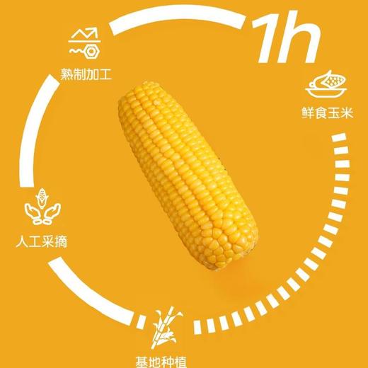 当季鲜穗！内蒙古沙漠玉米 1小时锁鲜 甜糯香甜 低卡饱腹 健康粗粮 商品图1