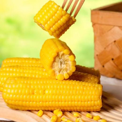 当季鲜穗！内蒙古沙漠玉米 1小时锁鲜 甜糯香甜 低卡饱腹 健康粗粮 商品图5