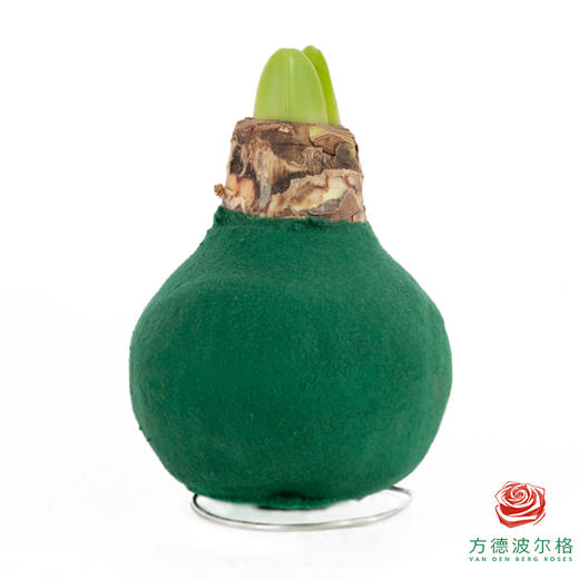 不用浇水的石蜡朱顶红种球！ 红花-胡桃夹子 商品图0