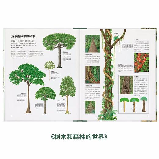《自然图鉴》《四季年鉴》《树木和森林的世界》大自然观察手册 带你听到更多大自然的声音 读小库 5-100岁 自然绘本 博物百科 商品图2