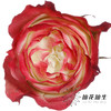 单头玫瑰 | 苹果 商品缩略图0
