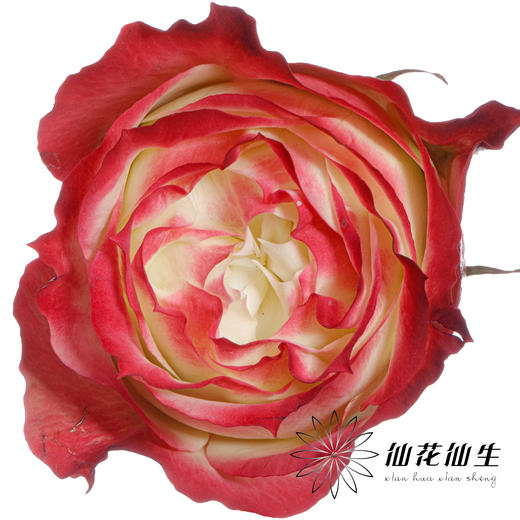 单头玫瑰 | 苹果 商品图0