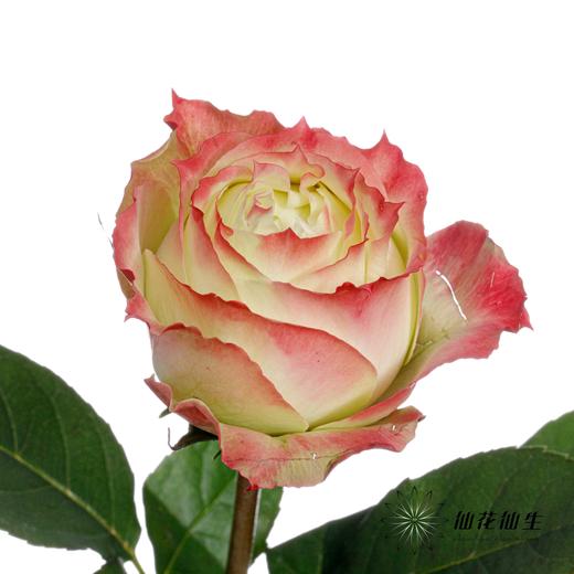 单头玫瑰 | 苹果 商品图9
